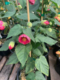 Abutilon Tropic Rose Plant 1 Gallon Pot - Abutilon hybridum Flowering Variety