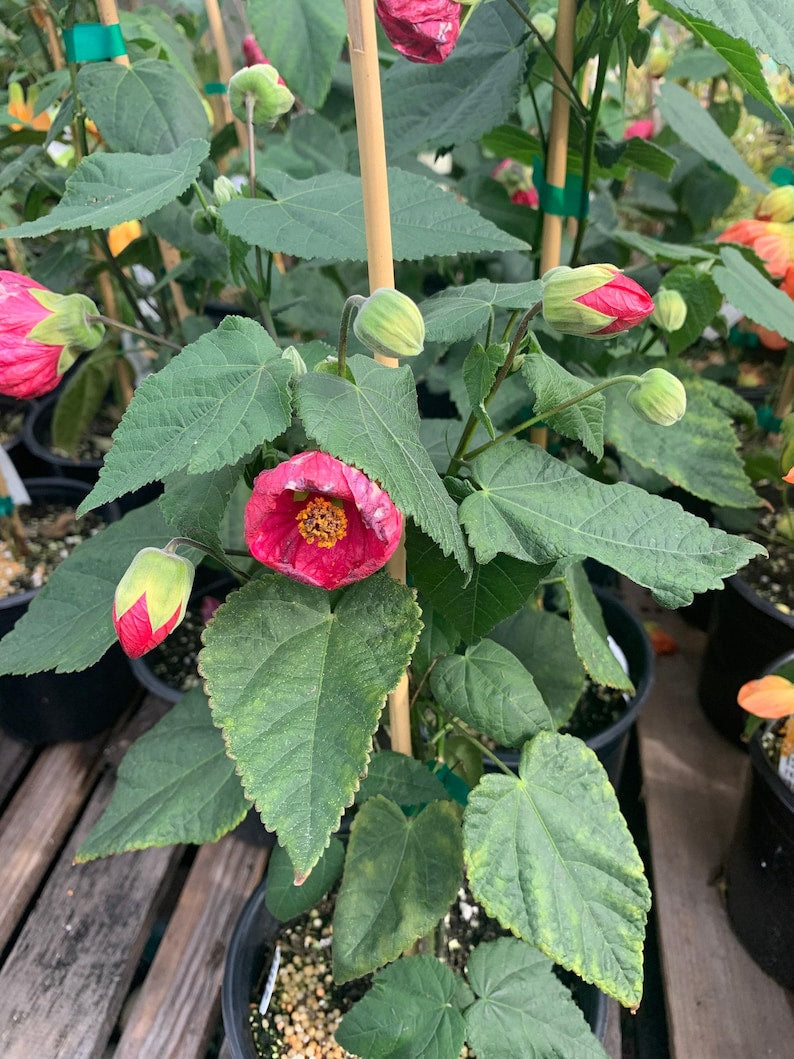 Abutilon Tropic Rose Plant - 1 Foot Tall Flowering Indoor/Outdoor Hybrid in 6" Pot