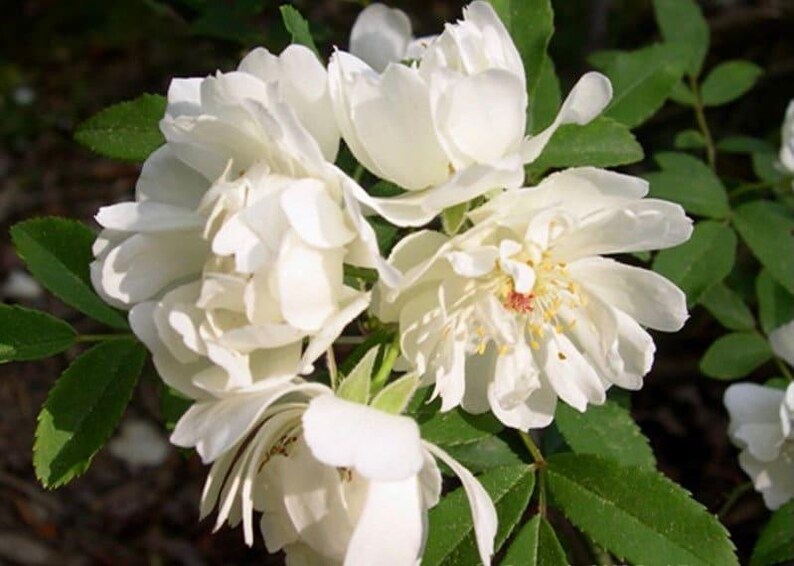Live Plant - 1 Gallon Pot - Purezza Rose - Rosa Banksiae ‘Purezza’ - Double White Fragrant Flowers for Trellis or Fence