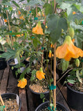 Abutilon 'Frieda' Flowering Maple Plant in 1-Gallon Pot | Indoor Outdoor Decorative Shrub | Abutilon hybridum