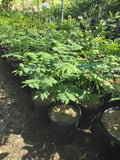 Tropical Gooseberry Plant - 3-Gallon Pot - Amla Berry (Indian Gooseberry) - Phyllanthus Emblica - Bushy Shrub