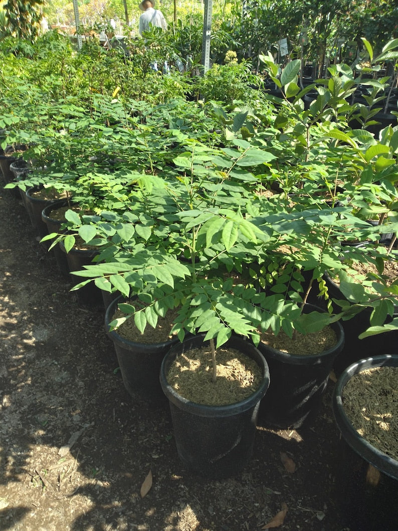 Tropical Gooseberry Plant - 3-Gallon Pot - Amla Berry (Indian Gooseberry) - Phyllanthus Emblica - Bushy Shrub