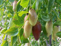 Jujube Tree 3 Gallon Pot GA866 Grafted Drought Tolerant Sweet Apple Flavor Ziziphus jujuba