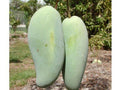 Grafted Mango Tree 3-4 ft Brahm Kai Meu Thai Green Sweet Mangifera indica in 3-Gallon Pot