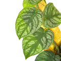 Monstera Dubia Live Plant | Shingle Climbing Houseplant with Silver Variegation | Tropical Indoor Rooted Starter Plant