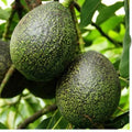 Grafted Gem Avocado Tree in 3-Gallon Pot - Persea americana - Small Patio Tree for Home Garden
