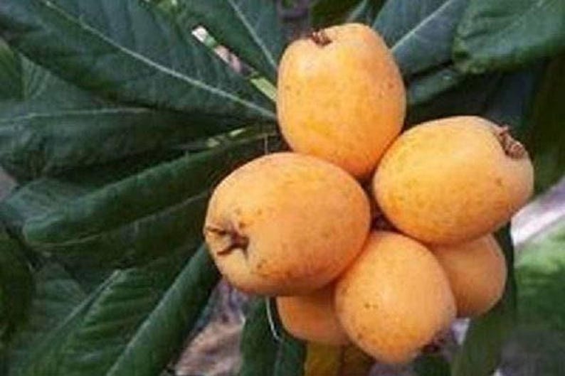 Grafted Big Jim Loquat Tree - 2 Feet Tall - Live Plant in 3 Gallon Pot - Eriobotrya japonica - Sweet, Juicy Fruit