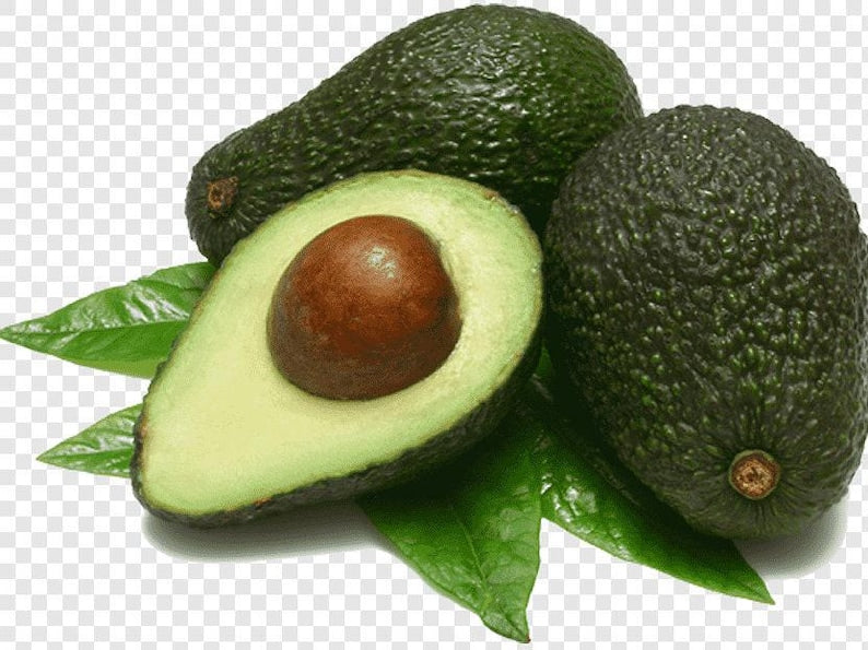 Grafted Avocado Tree 1ft Leavens Hass Variety in 6" Pot for Indoor Outdoor Garden