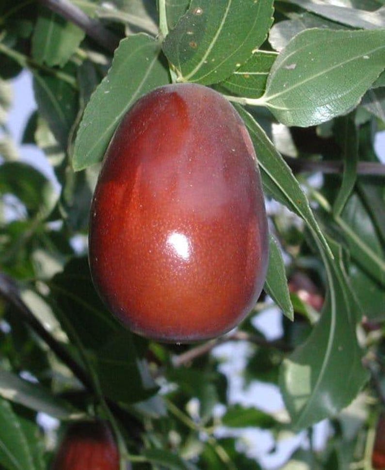 Grafted Jujube Tree - 4ft Lang Variety - Sweet Pear-Shaped Fruit - Ships in 3Gal Pot - Ziziphus jujuba