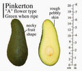 Pinkerton Avocado Tree - 2ft Grafted Plant in 6" Pot - Persea americana 'Pinkerton'