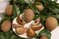 Sapodilla Plant - 2-3 Feet Tall in 3-Gallon Pot - Manilkara zapota Tropical Fruit Tree for Garden or Patio