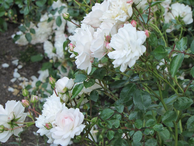 Rosa Seafoam Live Plant in 6" Pot - Low-Growing Deciduous Shrub for Groundcover - Rosa 'Seafoam'