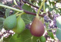 Flanders Fig Live Plant in 6" Pot – Ficus carica with Violet Striped Fruits, Amber Flesh, Hardy Zones 7-10