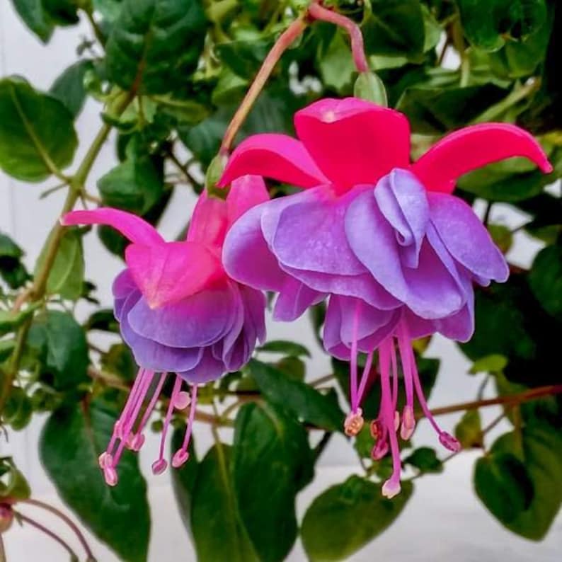 Fuchsia Live Plant in 6" Pot Winston Churchill Fuchsia magellanica 'Winston Churchill' for Hanging Baskets