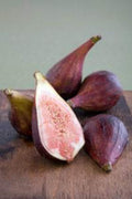 Fig Plant 2ft Celestial Variety in 6" Pot, Ficus carica 'Celeste', Cold Hardy, Pest Resistant, Sweet Fruit