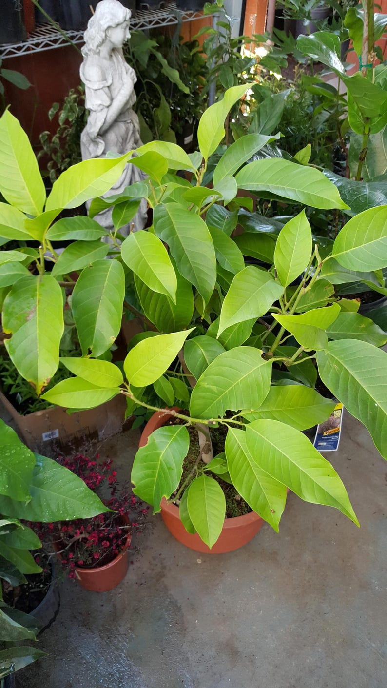 White Champaca Tree - 4 to 5 Feet - Big Trunk - Air Layered - Michelia Alba - Ships in 3 Gal Pot - Fragrant Bloomer