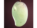 Pim Saen Mun Mango Tree Grafted Live Plant – 1ft Mangifera indica Fruit Producer in 3-Gallon Pot