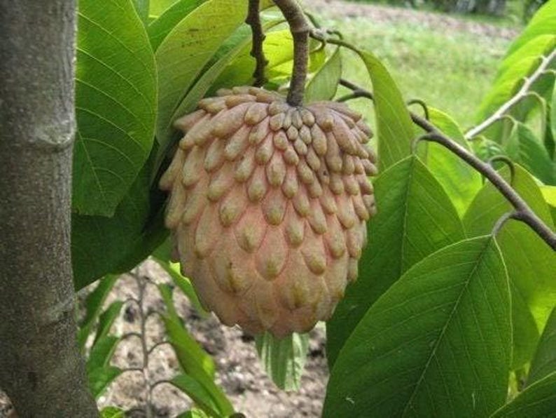 Lisa Atemoya Fruit Tree - 2 to 3 Feet Tall - Live Plant in 1 Gallon Pot - Quality Root System - Annona squamosa