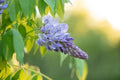 Wisteria Bush Large Stem - Various Colors - Wisteria sinensis & floribunda Climbing Vine or Shrub