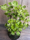 Variegated Aralia Balfour Indoor Plant in 6" Pot, Tropical Bonsai Houseplant, Polyscias scutellaria ‘Balfourii’