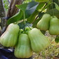 Green Wax Apple Tree 3-Gallon Air-Layered Syzygium samarangense Tropical Fruit Plant