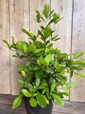 Miracle Fruit Tree 6" Pot Synsepalum dulcificum Taste-Altering Berry Plant Indoor Outdoor
