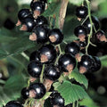 Currant Berry Plant - Potted Red or Black Ribes spp. - Edible Fruit Bush for Garden or Container