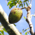 American Butternut Tree 2-Foot Bare Root Juglans cinerea Self-Pollinating Cold-Hardy Nut Tree