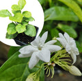 Organic Arabian Jasmine Plant in 2.5-inch Pot Jasminum sambac Live Indoor Outdoor Garden Gift