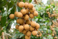 Kohala Longan Plant in 4" Pot | Tropical Fruit Tree | Dimocarpus longan | Sweet Butterscotch Flavor, Evergreen Garden Tree