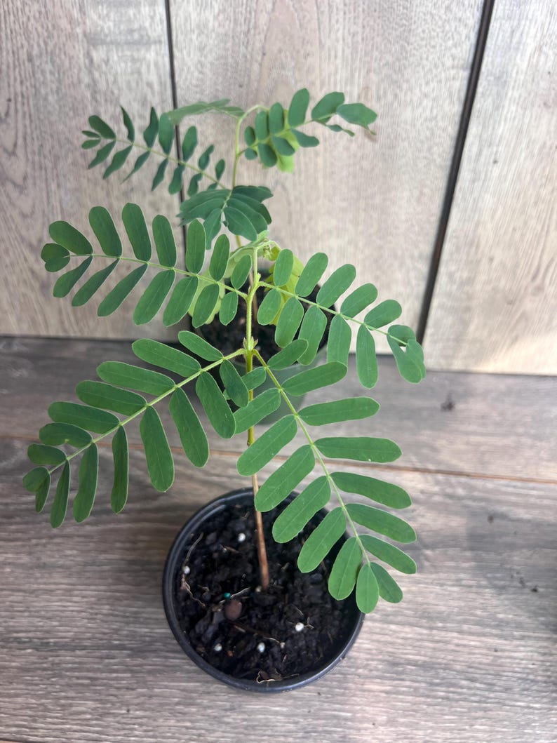 Tamarind Tree 4" Pot Tamarindus indica Culinary Fruit Tree for Cooking and Gardening
