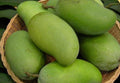 Grafted Okrung Mango Tree - 3 to 4 Feet Live Plant in 3-Gallon Pot - Sweet Thai Mango (Mangifera indica)