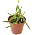 Hoya Linearis Live Plant, Trailing Houseplant in 2-Inch Pot, Rare Tropical Vine, Indoor Decorative Foliage