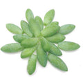 Organic Burro's Tail Succulent Leaves for Propagation - Sedum morganianum - 20 Fresh Cuttings for Trailing Planting