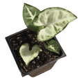 Organic Arrowhead Plant in 2.5-inch Pot, Syngonium podophyllum, Indoor Houseplant, Heart-Shaped Leaves, Air Purifying