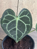 Anthurium Clarinervium 4" Pot - Rare Aroid Indoor Plant with Heart-Shaped Leaves and White Veining