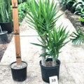 Yucca Elephantipes Indoor Plant - 2 to 3 Feet Tall, Multiple Trunks in 3 Gallon Pot