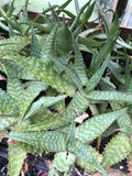 Organic Soap Aloe Plant 2.5-inch Pot Aloe Maculata Succulent with Spotted Leaves Indoor Outdoor Hardy