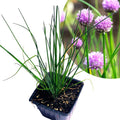 Organic Chives Plant in 2.5-Inch Pot | Edible Allium schoenoprasum Herb for Kitchen Garden