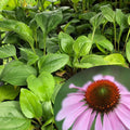Organic Purple Coneflower Plant 2.5-Inch Echinacea purpurea Wildflower for Pollinators & Gardens