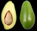Doni Avocado Tree Grafted 3-Gallon Pot Florida's First Quality Persea americana for Home Garden or Commercial Use
