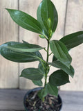 Cinnamon Tree in 6" Pot | Cinnamomum zeylanicum | Aromatic Spice Plant for Indoor Garden