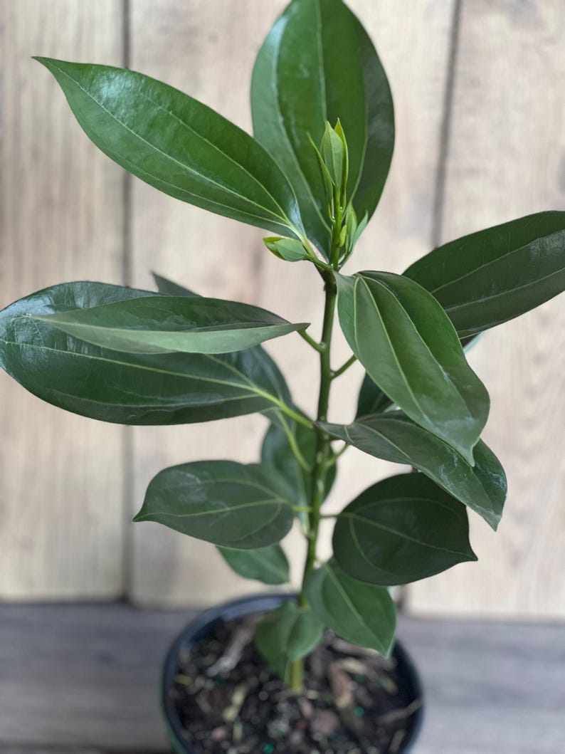 Cinnamon Tree in 6" Pot | Cinnamomum zeylanicum | Aromatic Spice Plant for Indoor Garden