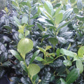 Nellie R. Stevens Holly Trees - 2 Pack, 6-8" in 3" Pots, Ilex x attenuata, Privacy Screen & Hedge Plants, Zones 6-9