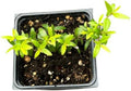 Organic Green Myrtle Plant in 2.5-Inch Pot, Myrtus communis, Drought Tolerant, Deer Resistant, Indoor/Outdoor Shrub