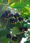 Grumichama Tree 3-Gallon Pot, Brazilian Cherry Eugenia brasiliensis, Tropical Fruit Tree for Garden, Sweet Berries, Easy Care