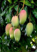 Grafted Pickering Mango Tree in 1/2 Gallon Pot – Compact Tropical Fruit Plant Mangifera indica
