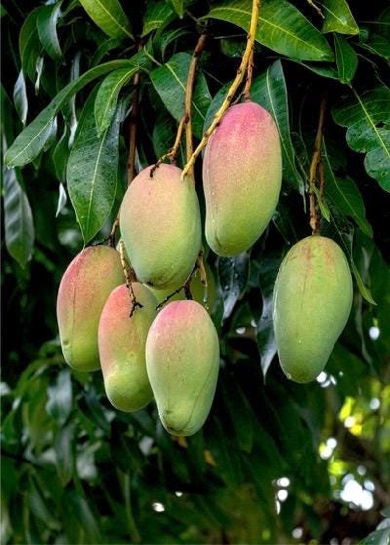 Grafted Pickering Mango Tree in 1/2 Gallon Pot – Compact Tropical Fruit Plant Mangifera indica