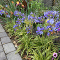 Agapanthus 'Neverland' Live Plant in 6" Pot - Variegated Leaves & Violet Lilac Flowers