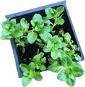 Organic Pennyroyal Live Plant in 2.5-Inch Pot | Creeping Perennial with Purple Flowers | Mentha pulegium